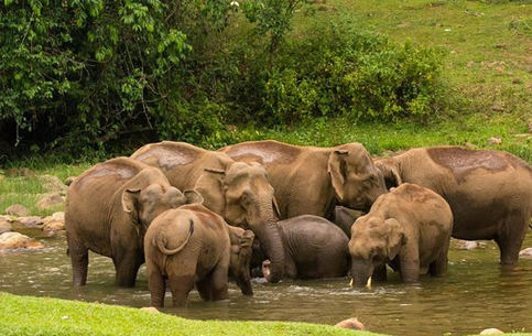 Anakulam Land Of Elephants